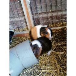 Jonge cavia's