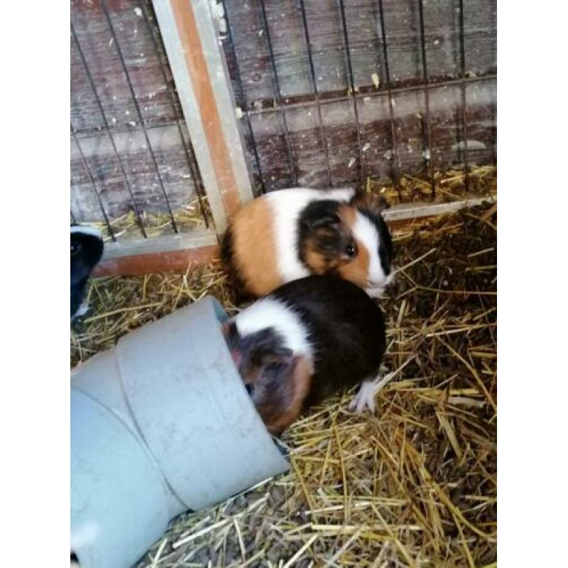 Jonge cavia's