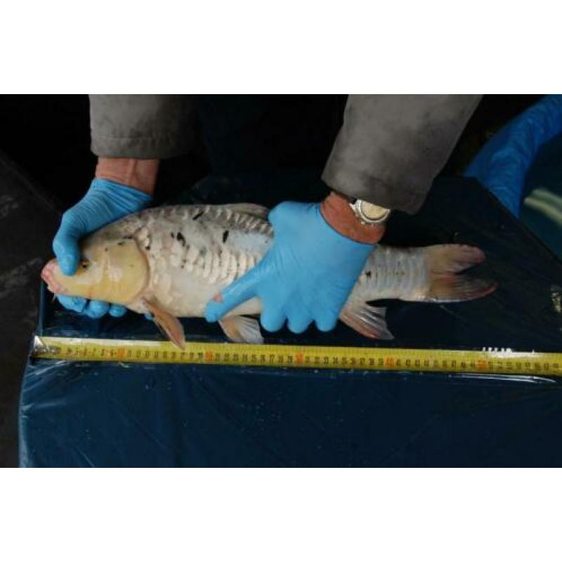 Meerdere Koi koi's koikarper - Kooi kooikarper