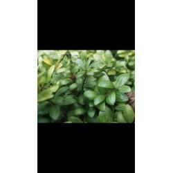 Ilex crenata convexa