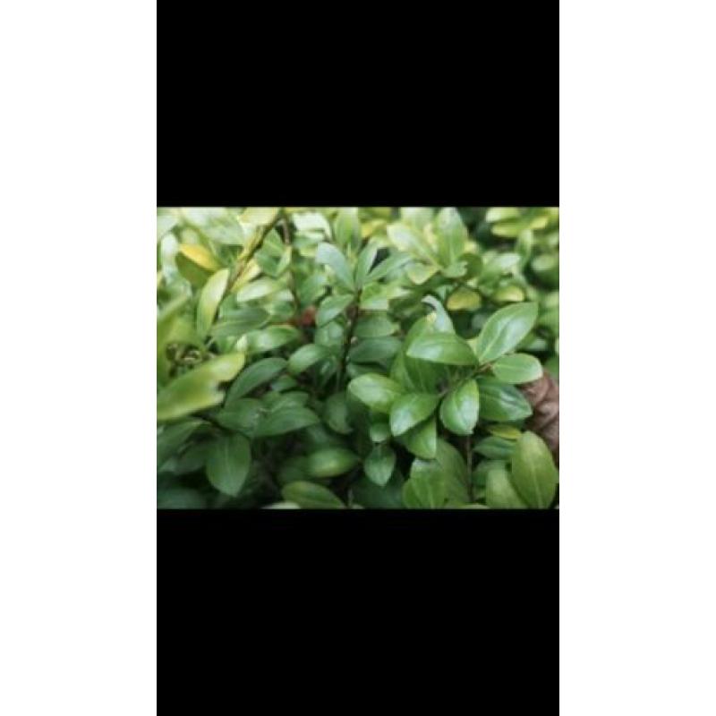 Ilex crenata convexa