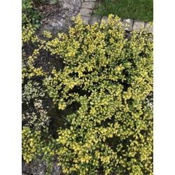 Ilex crenata convexa