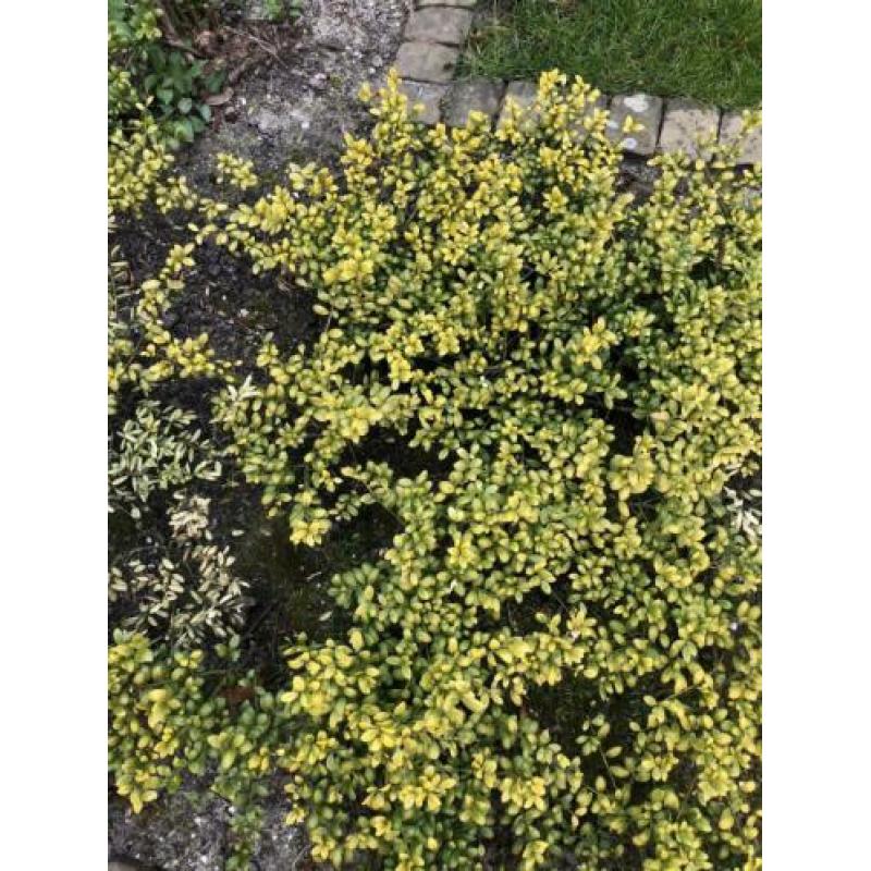 Ilex crenata convexa