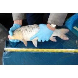 Meerdere Koi koi's koikarper - Kooi kooikarper