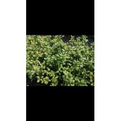 Ilex crenata convexa