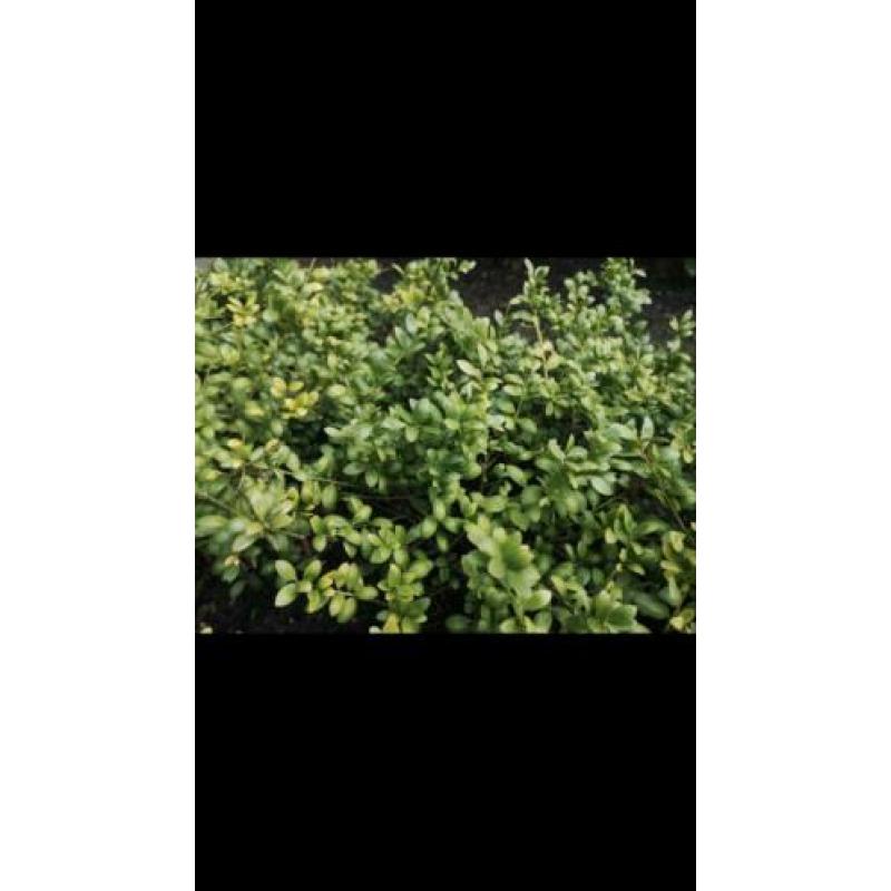 Ilex crenata convexa