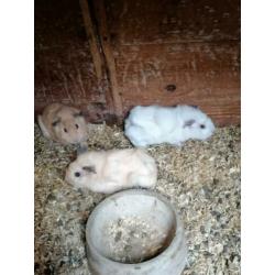 Jonge cavia's