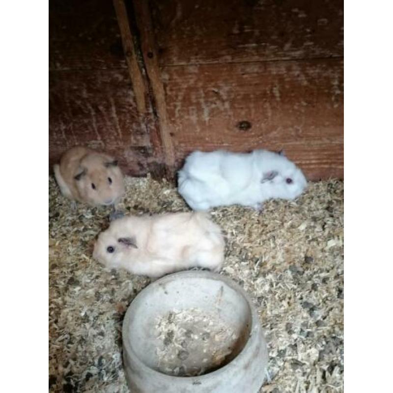 Jonge cavia's