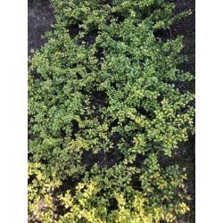 Ilex crenata convexa
