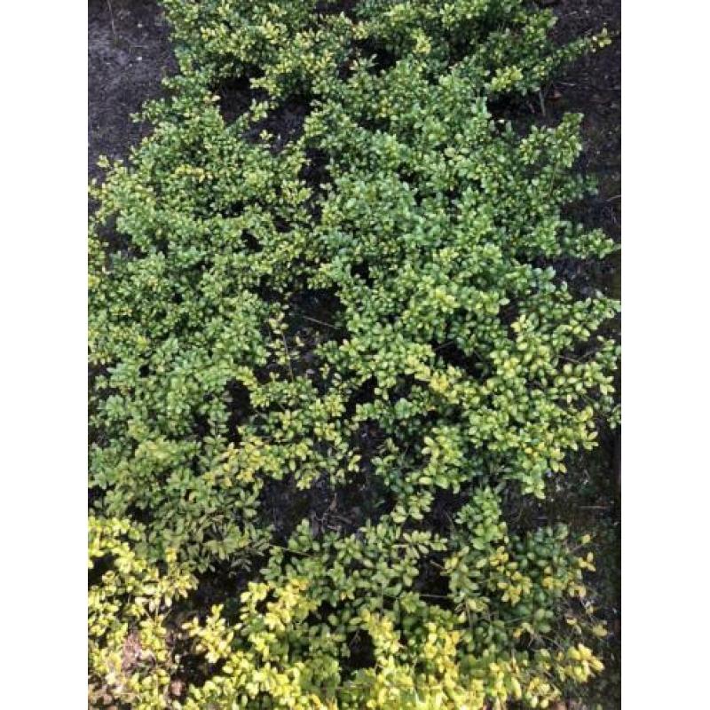 Ilex crenata convexa