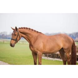 Leuk dressuur paard