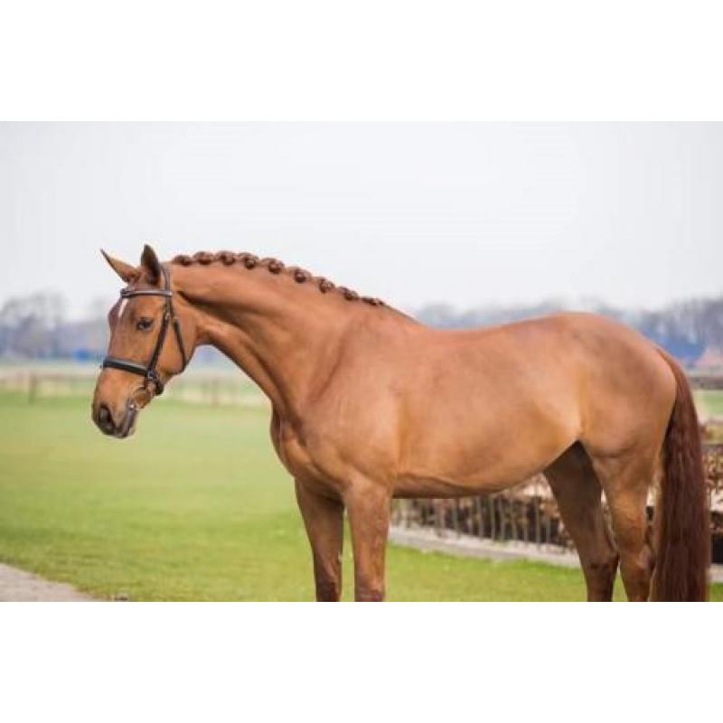 Leuk dressuur paard