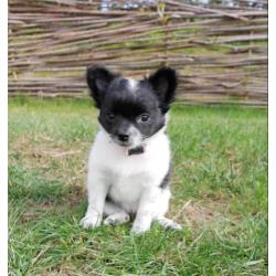 Prachtig pomchi teefje