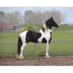Barock Pinto hengstveulen bont
