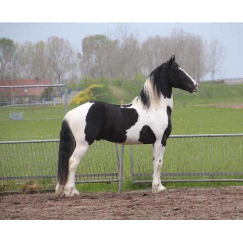 Barock Pinto hengstveulen bont