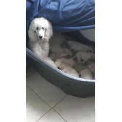 Geboren !! witte konings poedel pups met stamboom fci