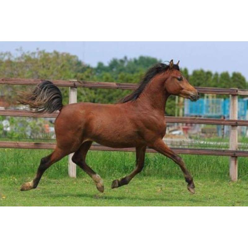 TK 2jr Arabisch Volbloed hengst (interessante prijs) Arabier