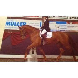 Leuk dressuur paard