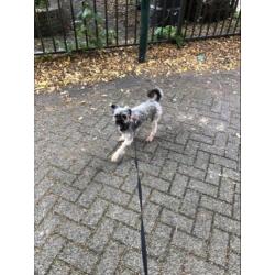 Macho zoekt een liefdevol huisje