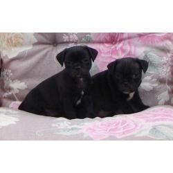 mopshond pups gekruist met jack russell