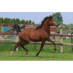 TK 2jr Arabisch Volbloed hengst (interessante prijs) Arabier
