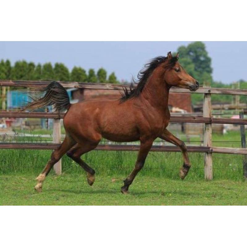TK 2jr Arabisch Volbloed hengst (interessante prijs) Arabier