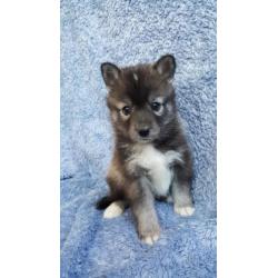 Pomsky F2 pups, met stamboom