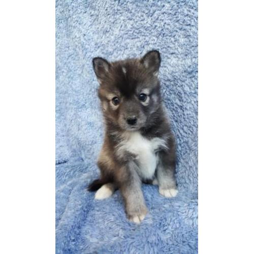 Pomsky F2 pups, met stamboom