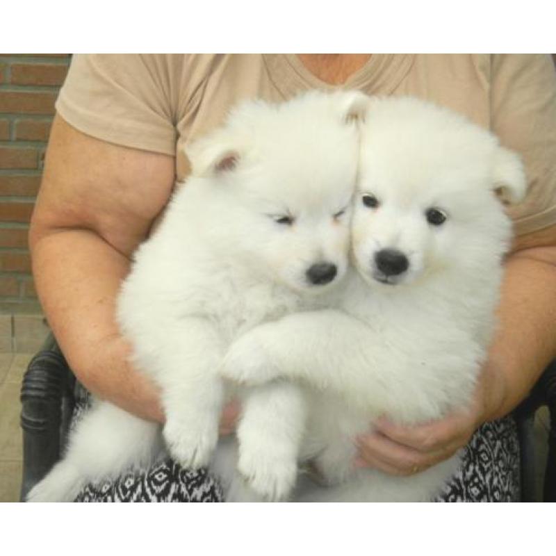 Keeshonden Pups