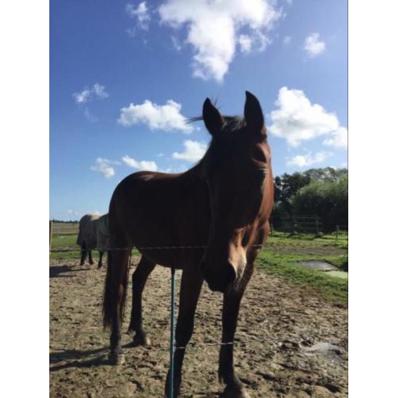 Prachtige 4-jarige merrie Fries x Arabier
