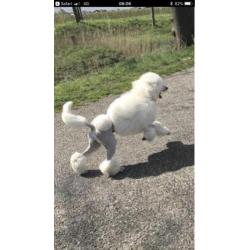 Geboren !! witte konings poedel pups met stamboom fci