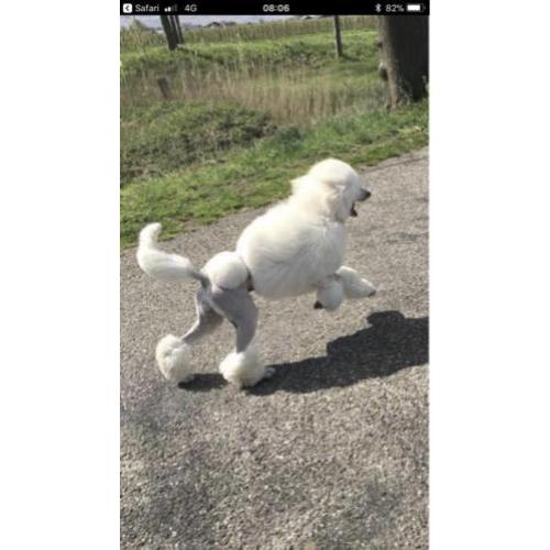 Geboren !! witte konings poedel pups met stamboom fci