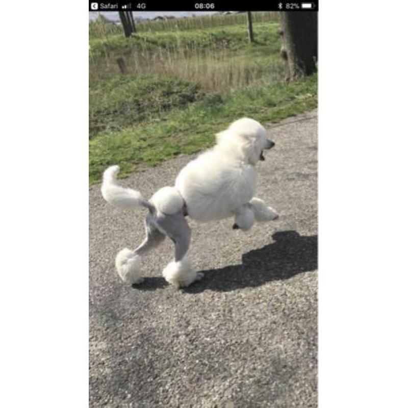 Geboren !! witte konings poedel pups met stamboom fci