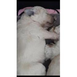 Geboren !! witte konings poedel pups met stamboom fci
