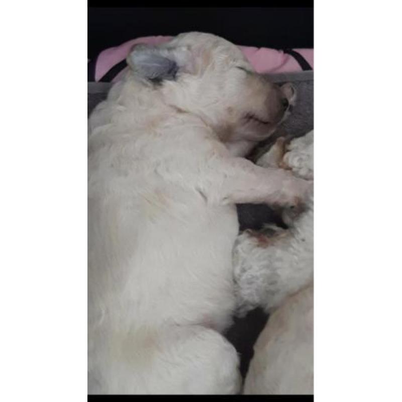 Geboren !! witte konings poedel pups met stamboom fci