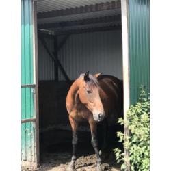 8-jarige Kwpn merrie afstammeling springpaard Peter Pan