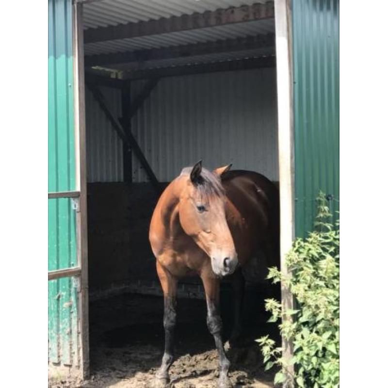 8-jarige Kwpn merrie afstammeling springpaard Peter Pan
