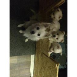 Japansespits keeshond