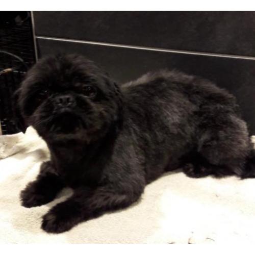Dekreu shih tzu