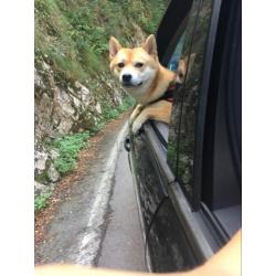 Shiba Inu is opzoek naar teefje