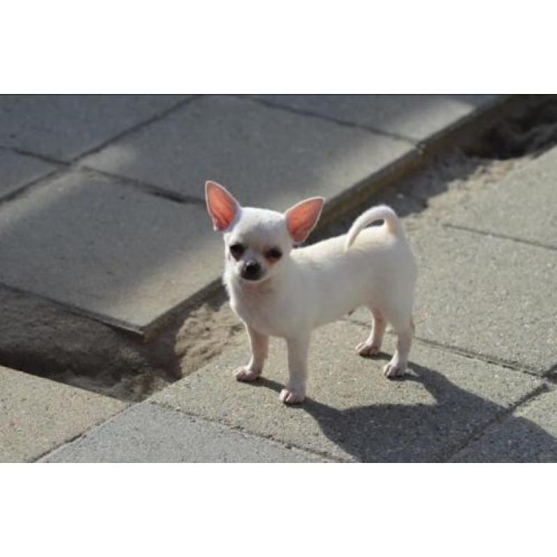 2 mooi chihuahua reu puppies met FCI stamboom