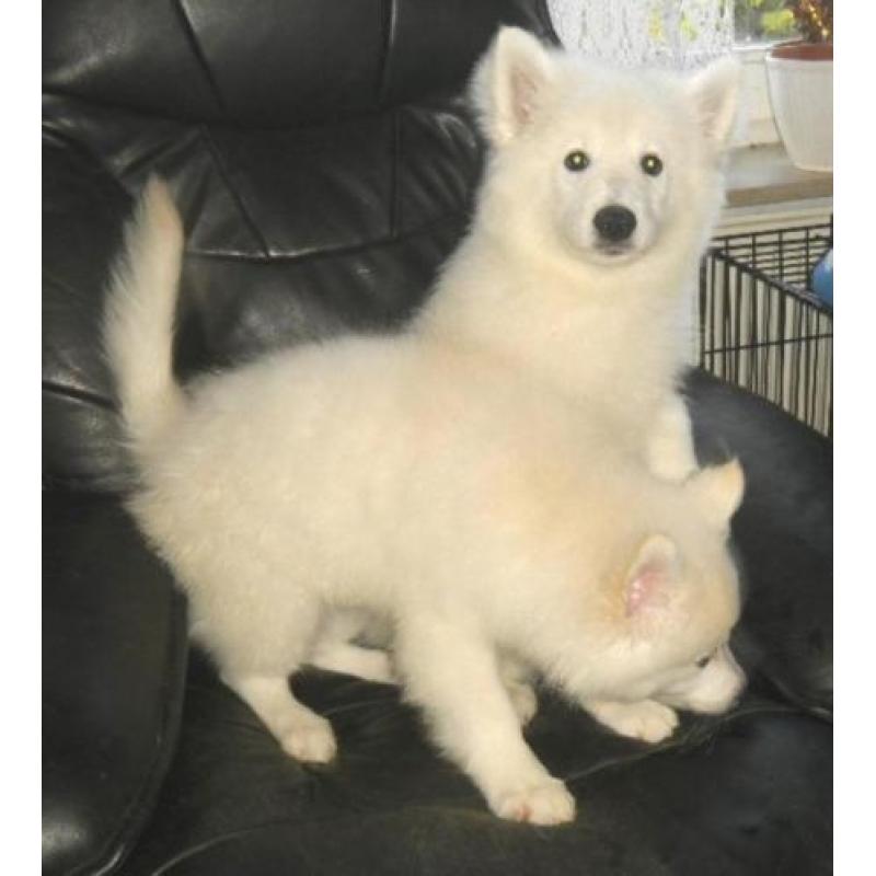 Keeshonden Pups
