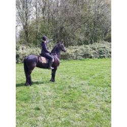 Friese merrie