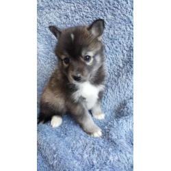 Pomsky F2 pups, met stamboom