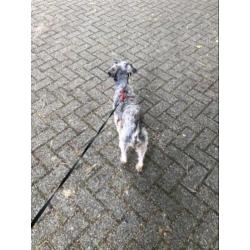 Macho zoekt een liefdevol huisje