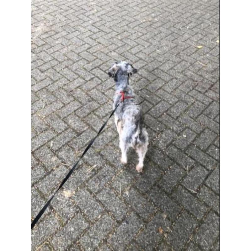 Macho zoekt een liefdevol huisje