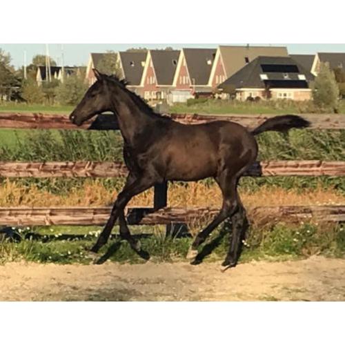 Chique hengstveulen Everdale x Gribaldi