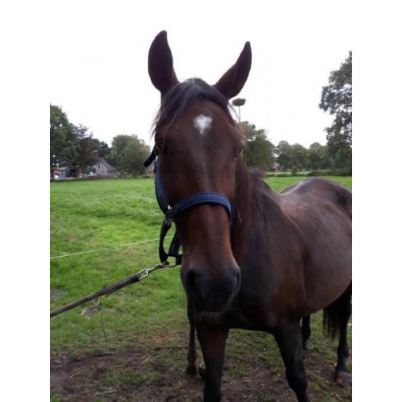 Lieve allround nrps merrie