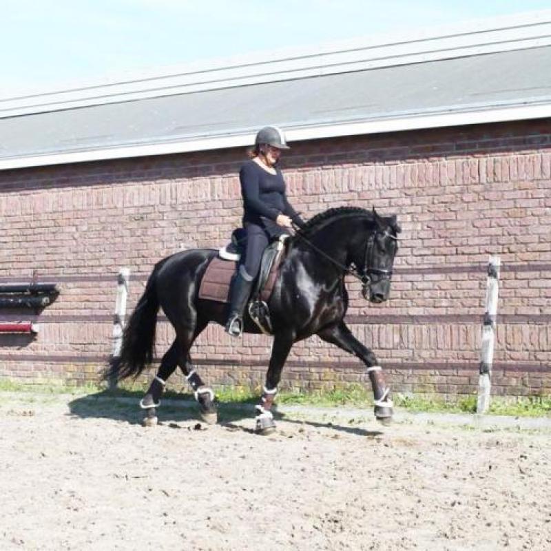 Blikvanger! Zwarte pre hengst