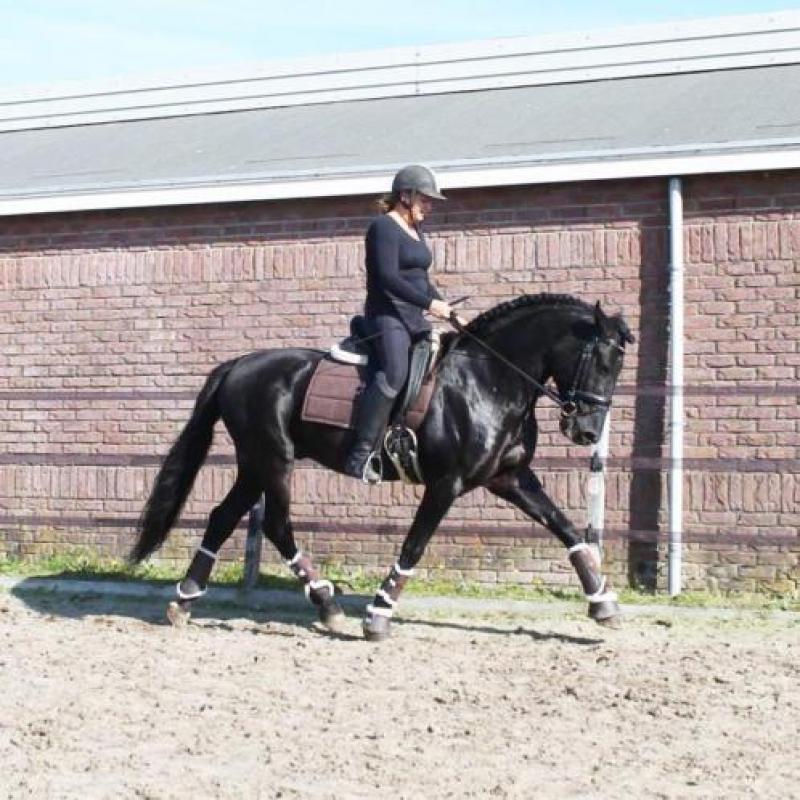 Blikvanger! Zwarte pre hengst
